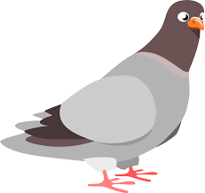 pigeon10.png