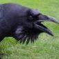 Bad Crow